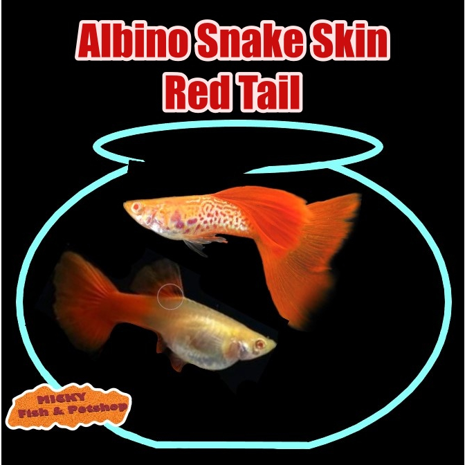 SEPASANG Albino Snake Skin Red Tail Indukan Guppy SnakeSkin Grade
