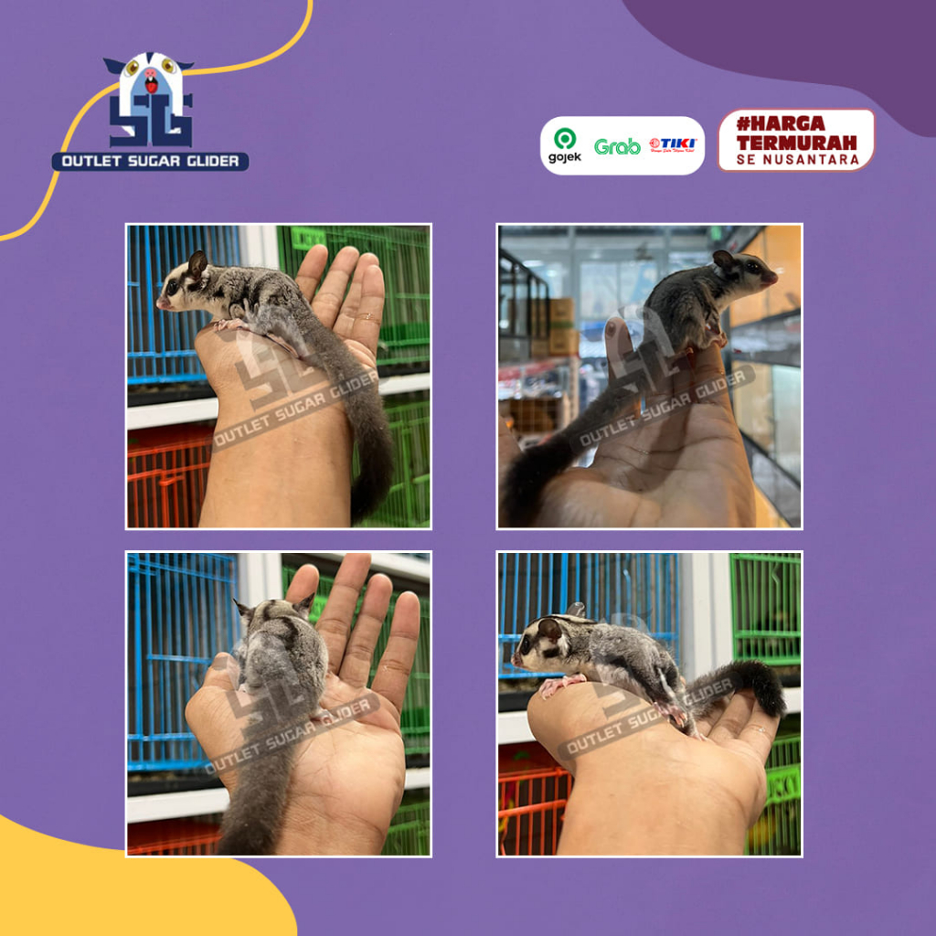 SUGAR GLIDER JENIS CLASSIC GREY JOEY