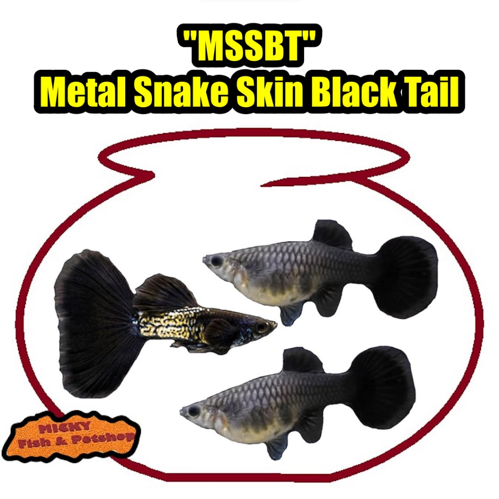 TRIO Guppy MSSBT Metal Snake Skin Black Tail Indukan Grade