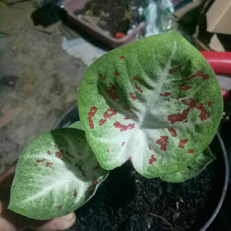 keladi doraemon thailand series