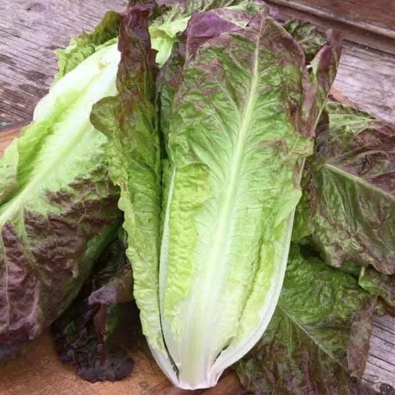 30 biji bibit/benih selada red romaine