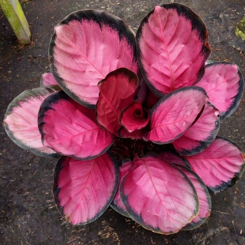 Calathea Crimson Super Pink import rawatan mulus no defect real pict