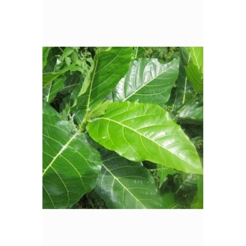 

Daun Awan / Daun Awar Awar 500 gram