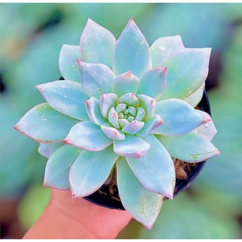 Sukulen Echeveria Blue Bird