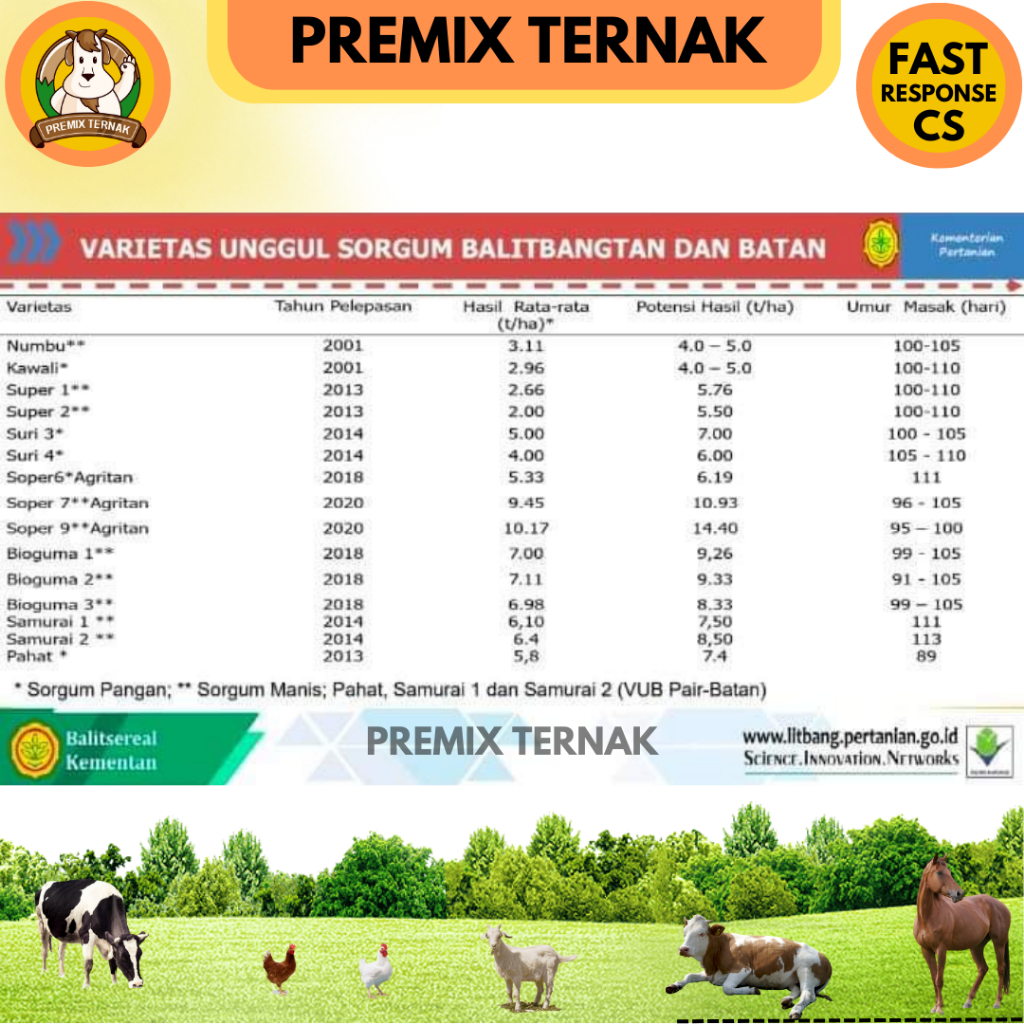 BIBIT SORGUM SOPER 9 - Benih Sorgum Varietas Soper - Varian (500gr &amp; 250gr) Sorghum Cantel hijauan pakan ternak