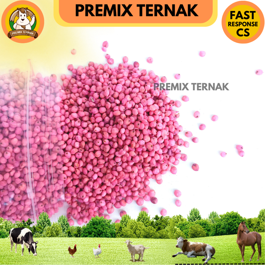 BIBIT SORGUM SOPER 9 KEMASAN 1 KG - Benih Sorgum Varietas Soper - Varian (1kg) Sorghum Cantel hijauan pakan ternak