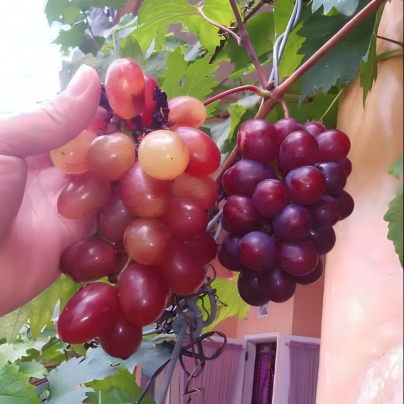 BIBIT ANGGUR IMPORT JULIAN VALID