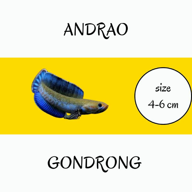 chana andrao 4-5cm gondrong sudah pelet dorsal biru