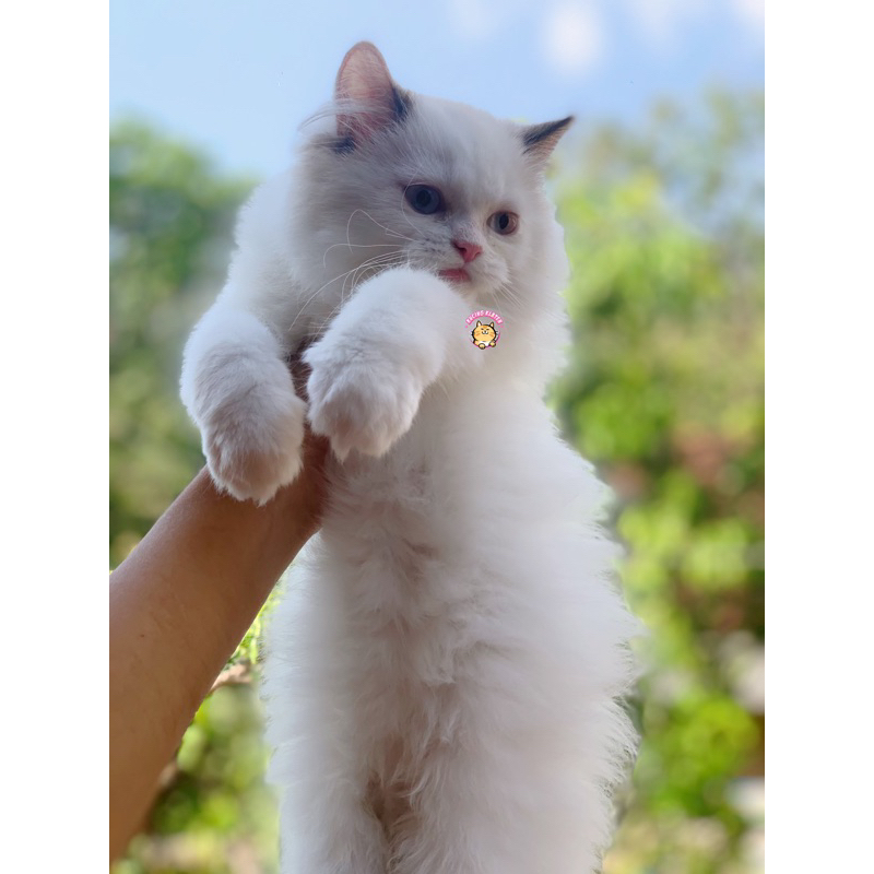 RAGDOLL PURE NONPED FEMALE B