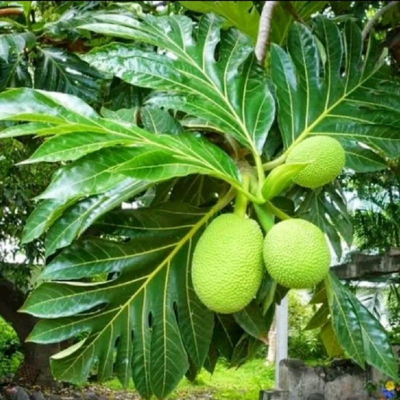 

DAUN SUKUN SEGAR FRESH 500G