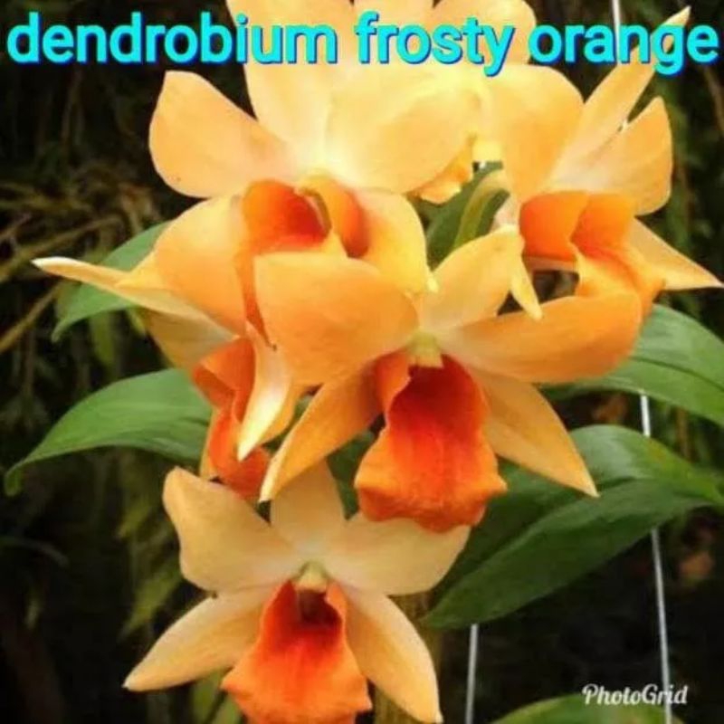 anggrek dendrobium frosty orange