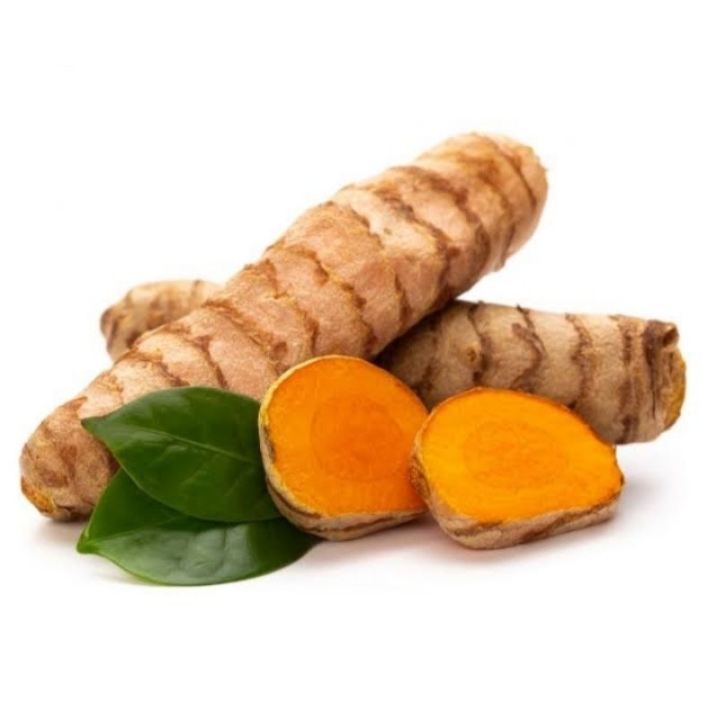 

temulawak fresh segar/Curcuma