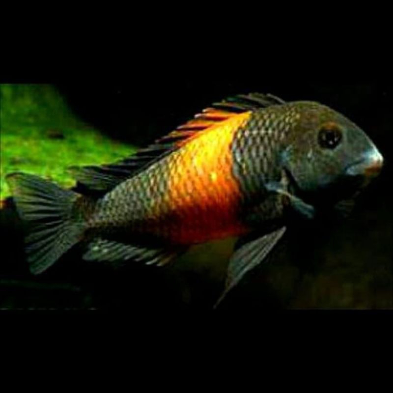 tropheus bemba