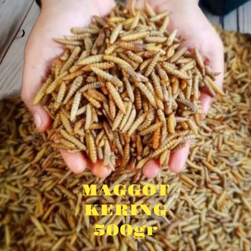 maggot kering 500 gram