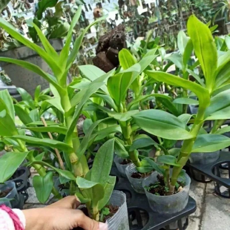 Promo 2-Paket Hemat Tanaman Anggrek Dendrobium- Pohon Anggrek Dendrobium Hijau