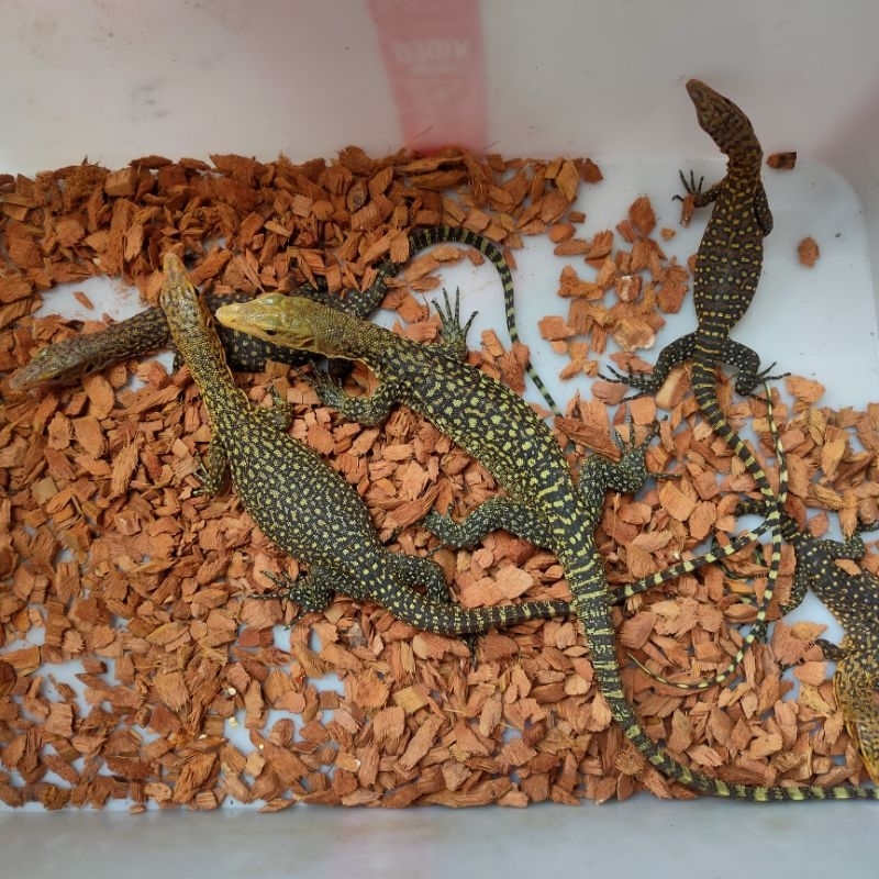 varanus melinus pair
