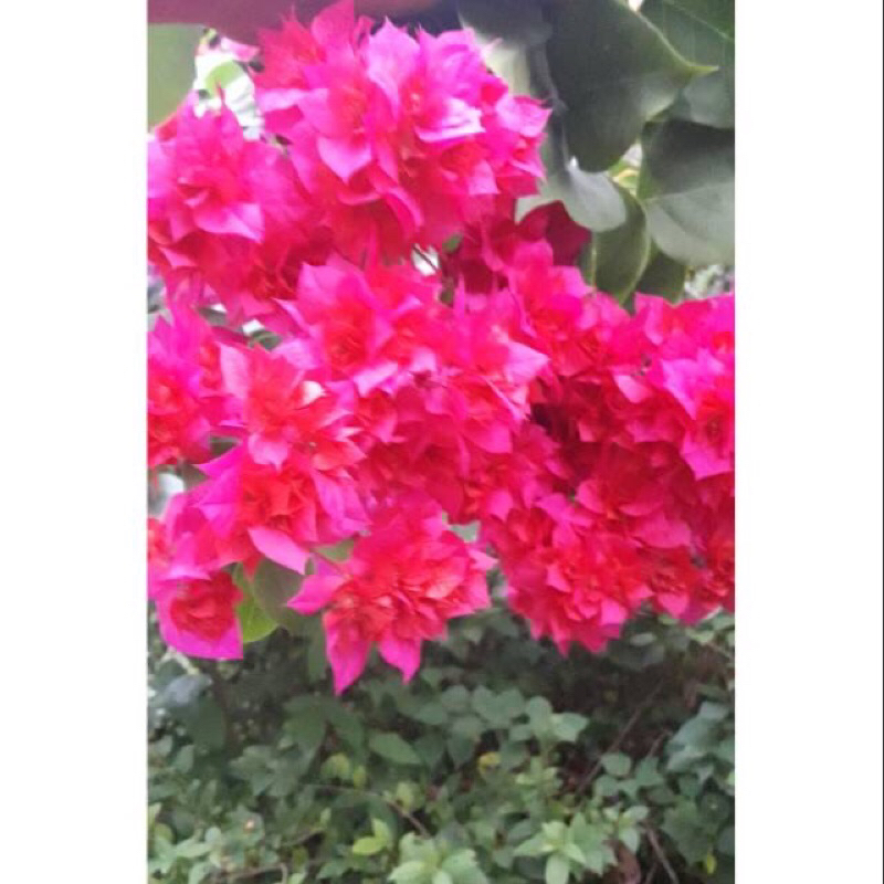 Batang Bugenvil Merah Tumpuk