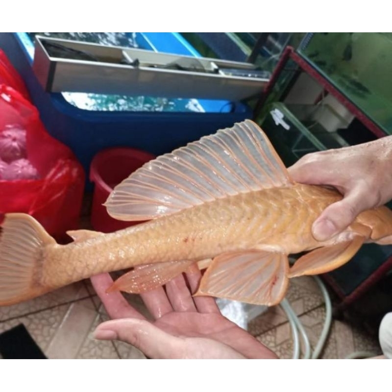 hiasan aquarium/kolam/ikan hias sapu2 albino ukuran 20-23 cm