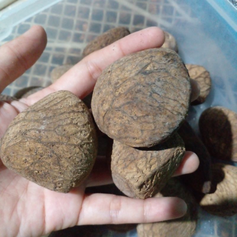 

rempah kluwak rawon - keluwak rawon