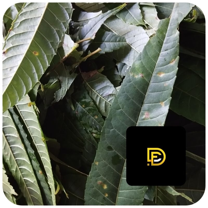 

Daun suren segar daun surian segar 250 gram-az