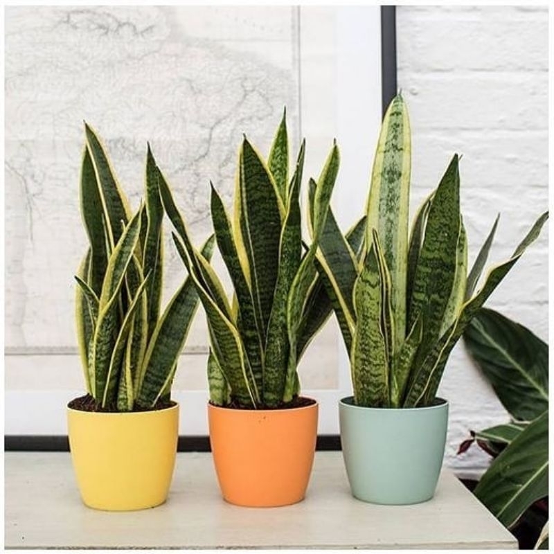 sensivera lidah mertua