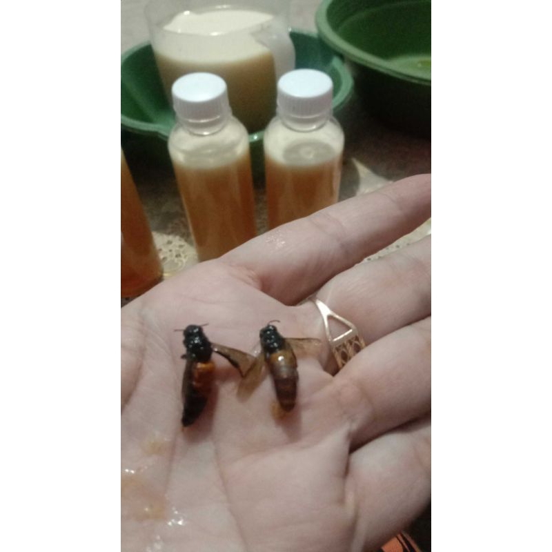

Madu Hutan Alias Madu Liar