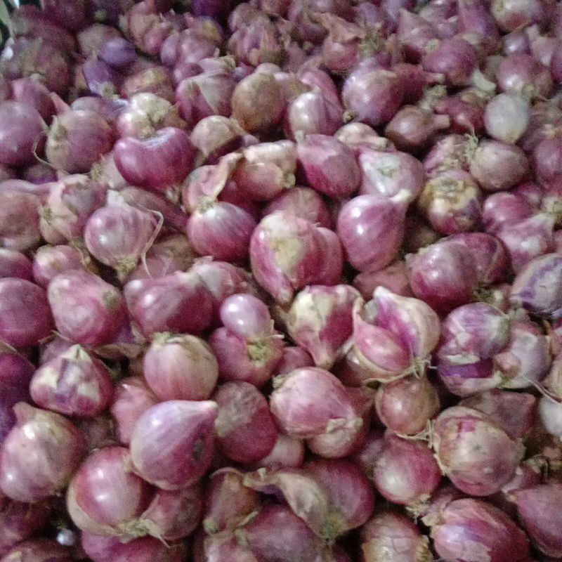

bawang merah super