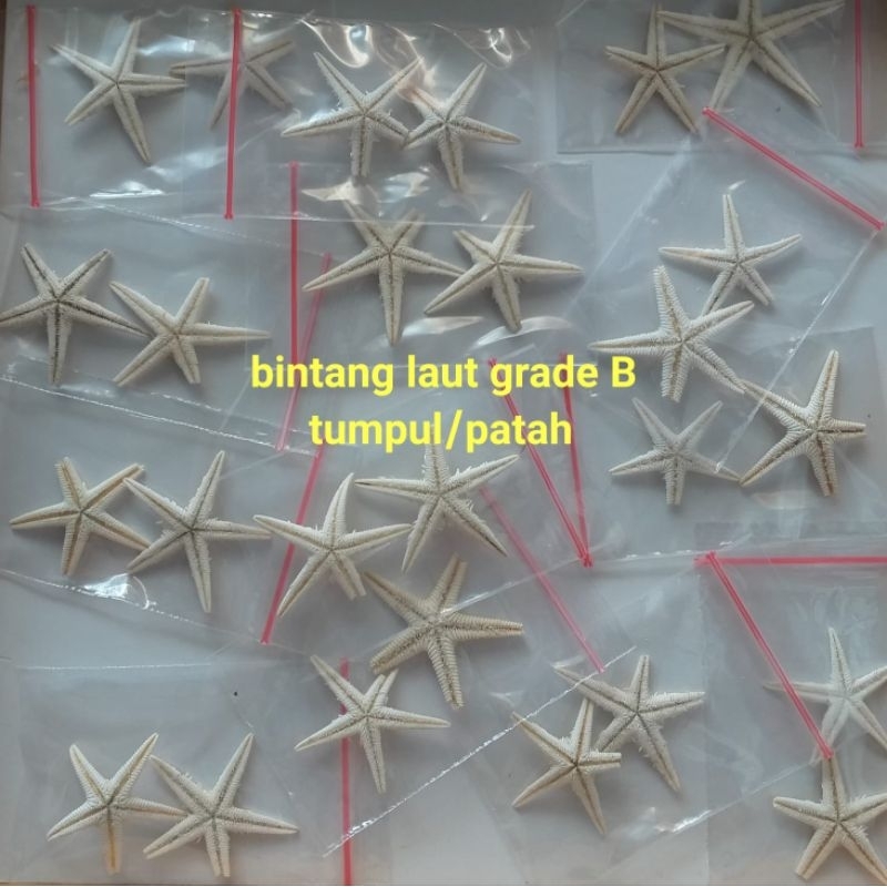 cermin kerang prakarya (bahan-diy)