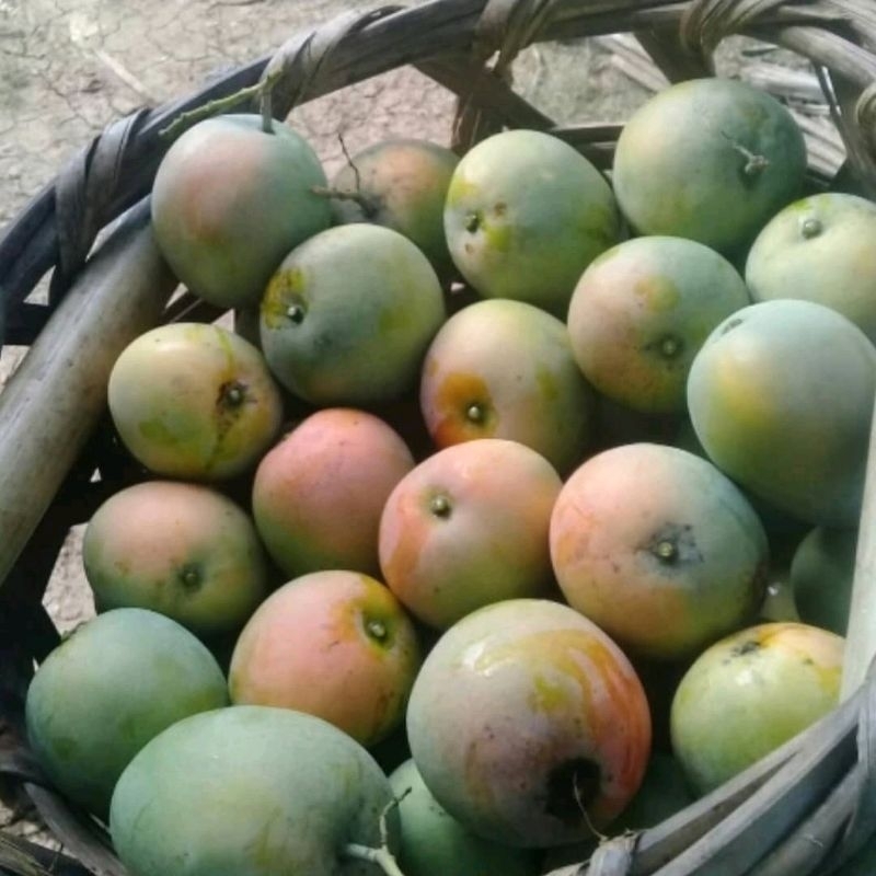 

gedong gincu super 3kg