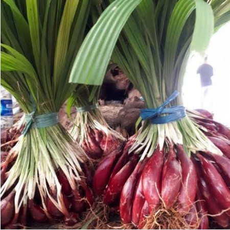 

Bawang Merah ASLI SUKU DAYAK Herbal Ampuh SEMBUHKAN PENYAKIT