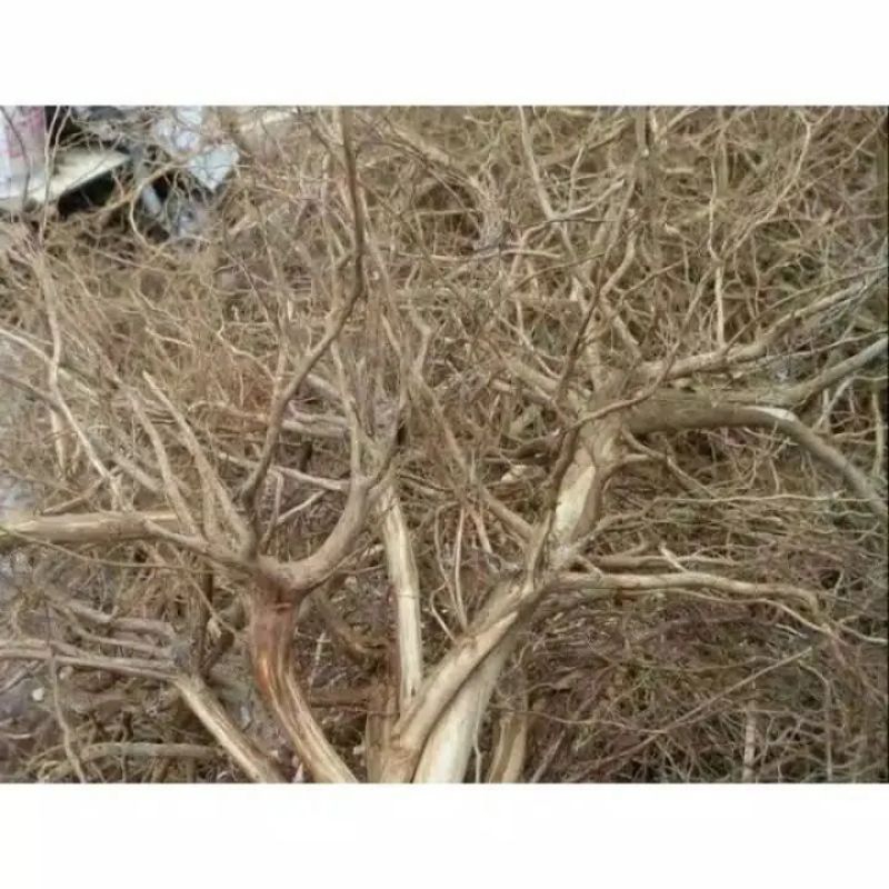 Akar senggani harendong untuk aquascape/akar senggani aquascape/kebutuhan aquarium/batang senggani