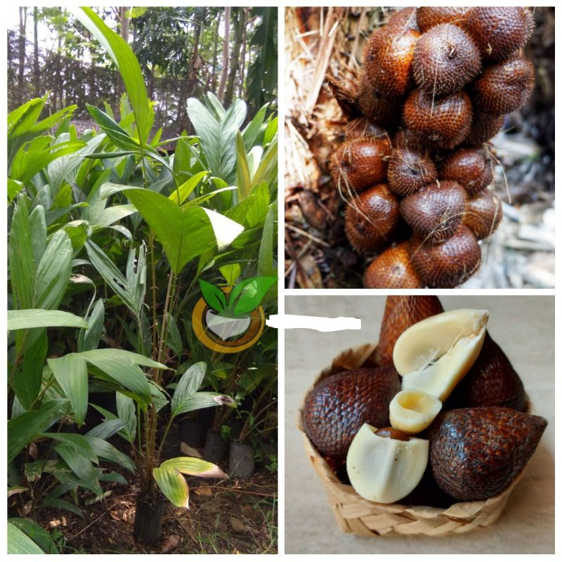 Bibit | Pohon Salak Pondoh / Salak Madu UNGGUL