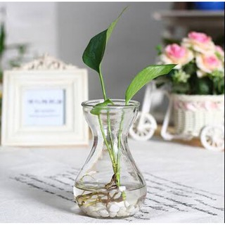 Vas Bunga Kaca Deemje Bulat Pot Kaca Tanaman Hias Air Hidroponik