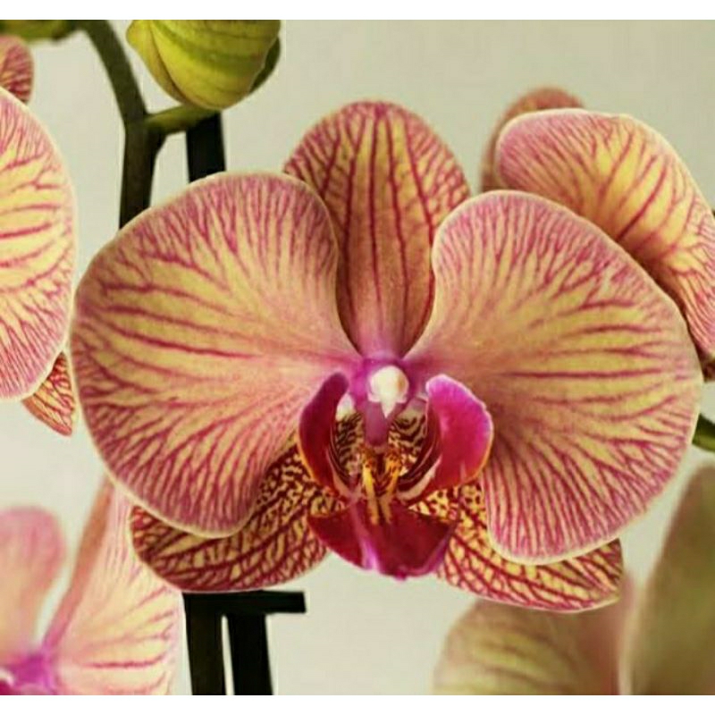 Anggrek Bulan Golden leopard Spike - Anggrek Bulan Spike