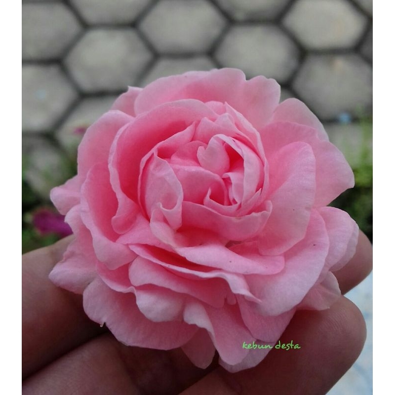 Pacar air soft pink tumpuk