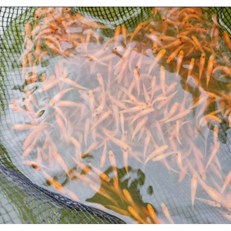 ikan Terapi Nilem/lemon