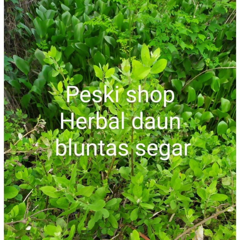 

MURAH DAUN BELUNTAS SEGAR HERBAL 100 GRAM