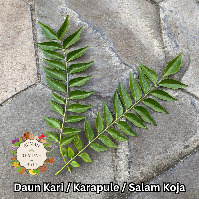 

Daun Kari / Karapule / Salam Koja 10 Tangkai Daun