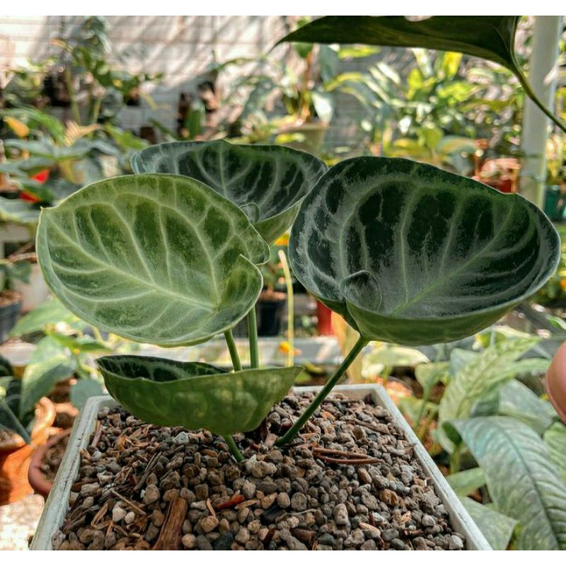 Anthurium dorayaki mangkok Special - anthurium dorayaki mangkok tanaman hias Premium