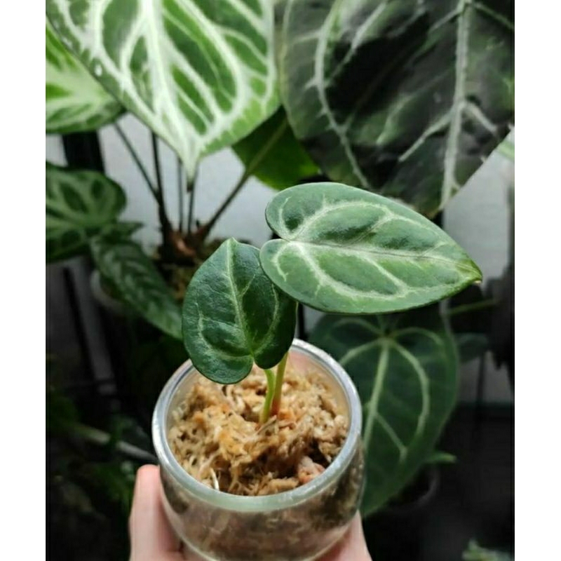 Kuping Gajah Dorayaki Silver Seedlings - Bibit Anthurium kuping Gajah Silver