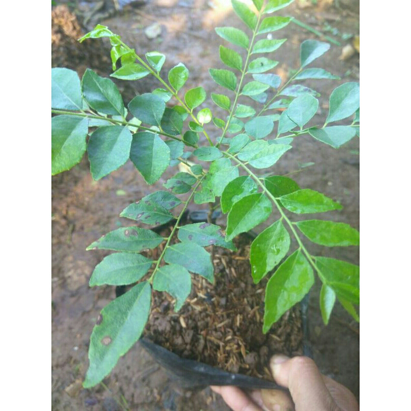 bibit tanaman salam Koja bibit daun kari bibit kari