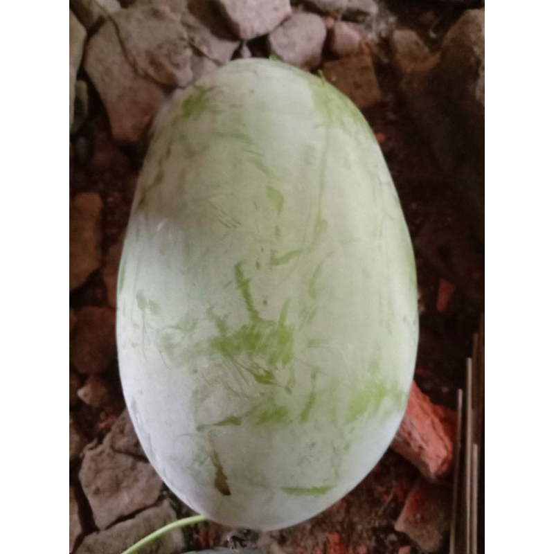 

Labu bligo kundur segar 1405 gr