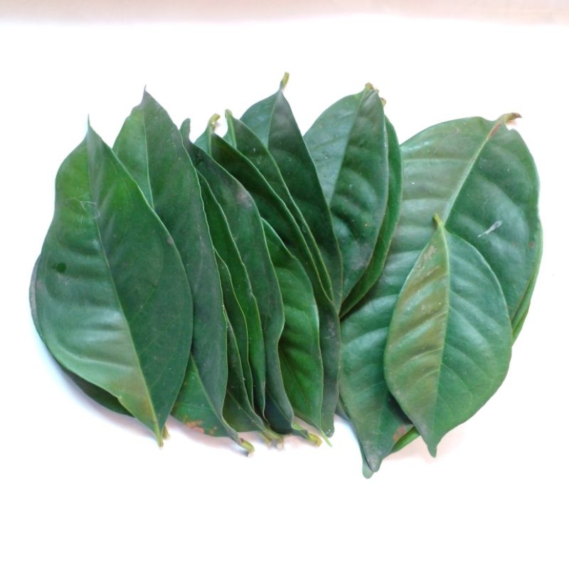 

rempah daun salam segar / daun duhat