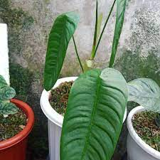 Tanaman Hias Philodendron Sahroni / sharoniae