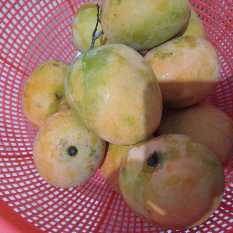 

mangga gedong