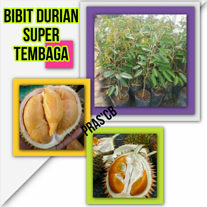 Bibit durian super tembaga cepat berbuah