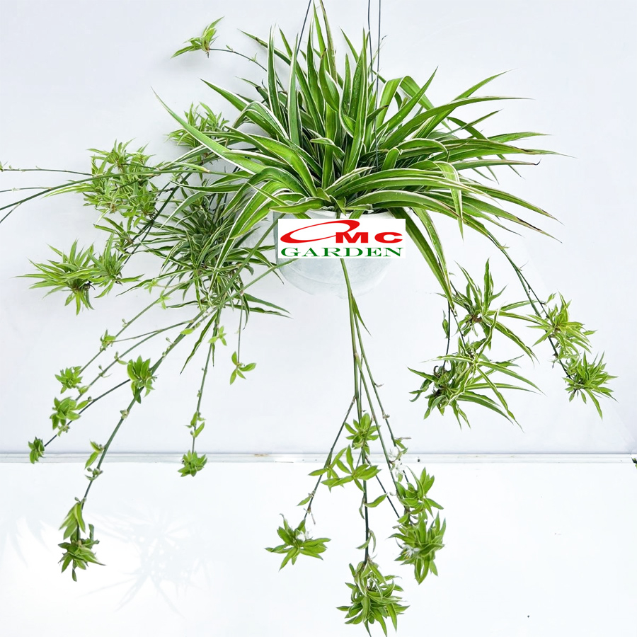 Spider Plant Tanaman Laba-Laba Chlorophytum Comosum Lili Lily Paris Gantung Bibit