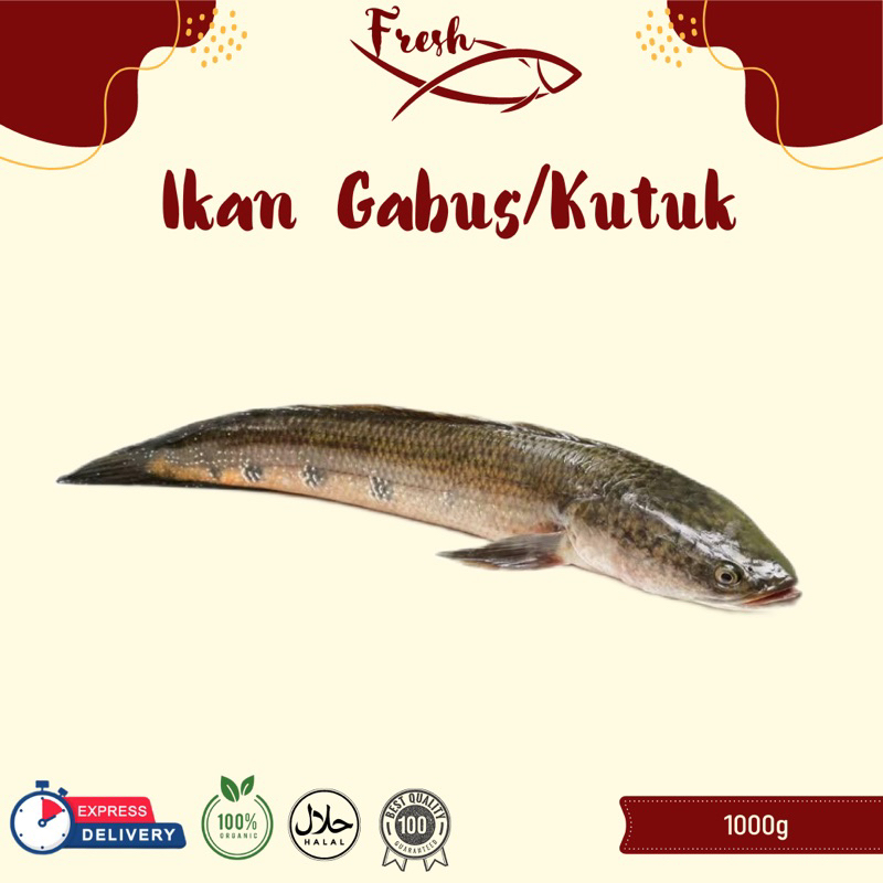 

IKAN KUTUK/IKAN GABUS FRESH 1kg