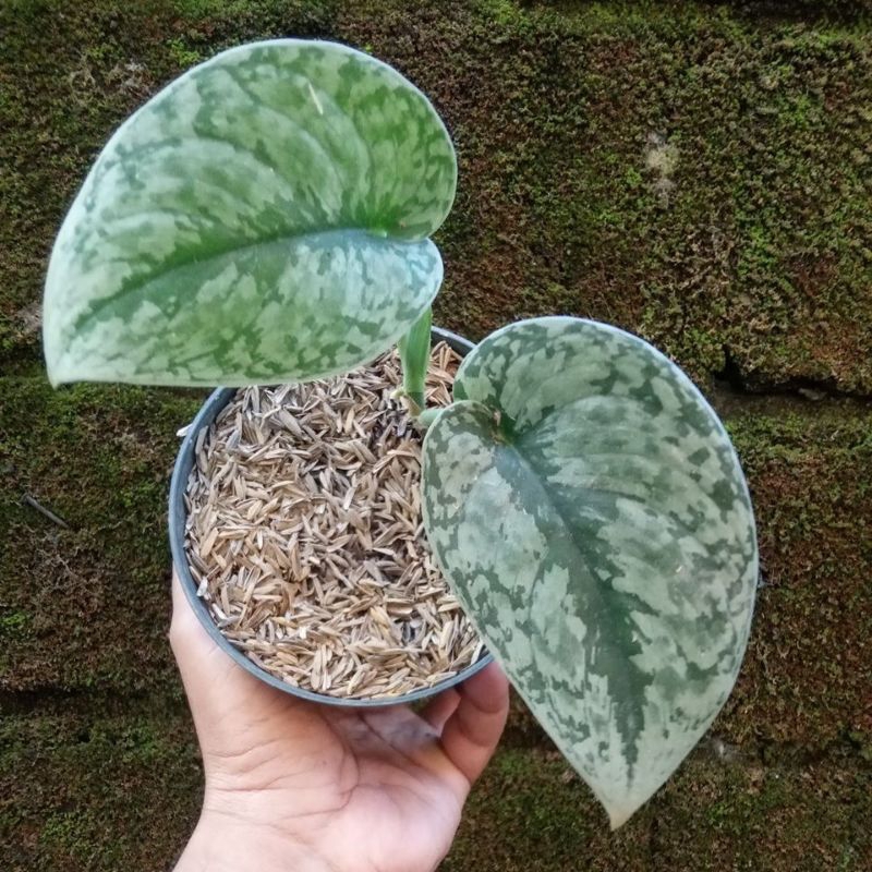 Scindapsus silver cloud