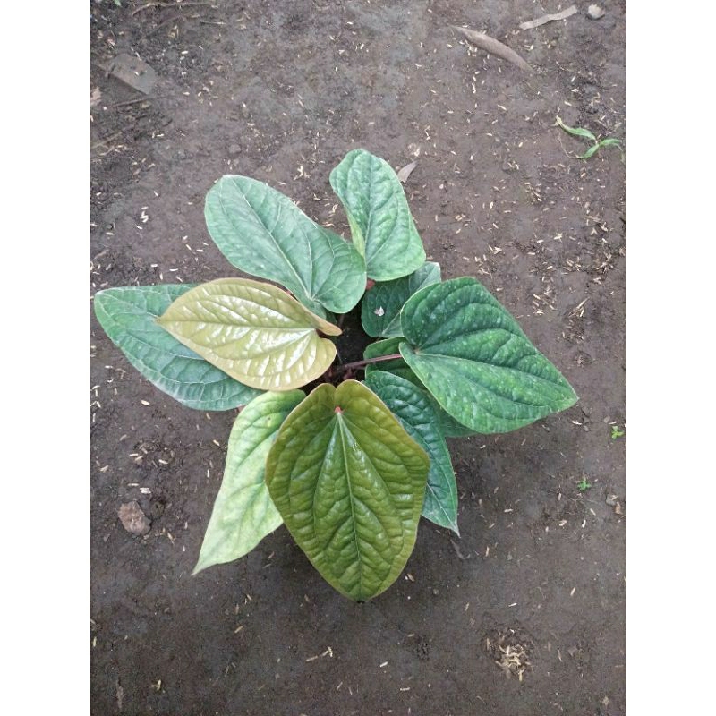 Anturium Sirih / Anturium Radicans